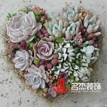 办公室叼嘿网站视频风水之多肉植物.jpg