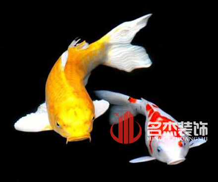办公室叼嘿网站视频风水之养殖金鱼.jpg
