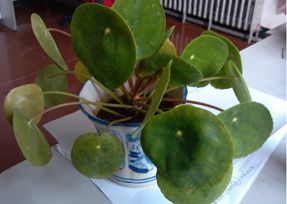 办公室叼嘿网站视频设计之叶子大植物.jpg 办公室叼嘿网站视频设计之叶子大植物.jpg
