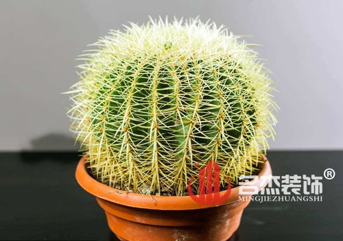 办公室叼嘿网站视频风水之仙人掌.jpg 办公室叼嘿网站视频风水之仙人掌.jpg
