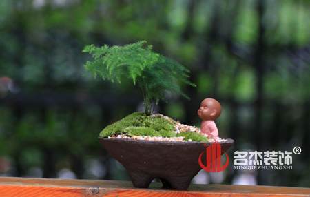 办公室风水-文竹.jpg 办公室风水-文竹.jpg