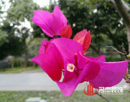 办公室风水-勒杜鹃.jpg 办公室风水-勒杜鹃.jpg