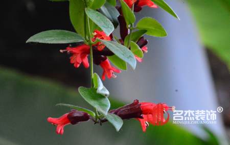 办公室风水-口红花.jpg 办公室风水-口红花.jpg